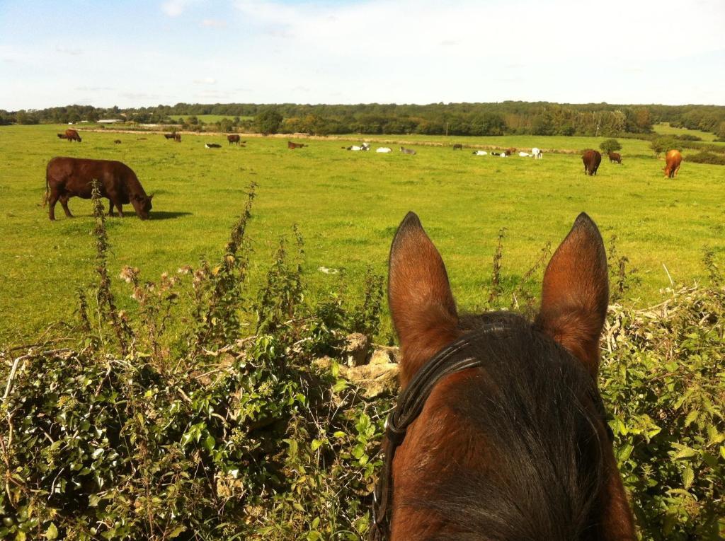 Great Ashley Farm Bed And Breakfast & Shepherds Huts Bradford-On-Avon Eksteriør billede